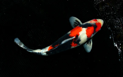 Ikan Koi Sanke