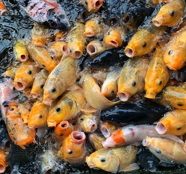 Makanan untuk Ikan Koi dari Hikari