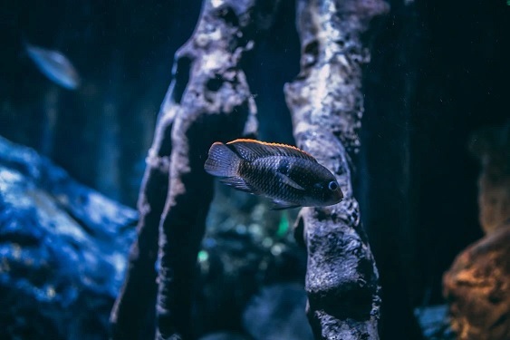 Ikan Cichlid Sebagai Ikan Tropical Besar